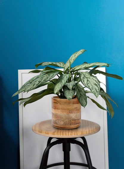 Serene Spaces Living Mango Wood Cachepot Set of 4, 9" Diameter & 8.5" Tall, Suitable for Indoor Potted Plants