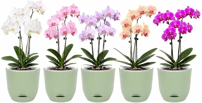 QCQHDU 5.7Inch Orchid Pots with Holes for Repotting, Double-Layer Plastic Self Watering Flower Pots for Indoor Plants with Drainage Holes, Clear Orchid Pot Match Decorative Orchid Container, 5 Packs