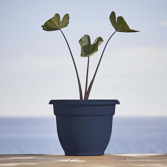 Bloem Ariana 12" Plastic Self-Watering Planter, Navy | Self-watering disk at the bottom of the pot that acts as a water wick and reservoir for optimal plant health.