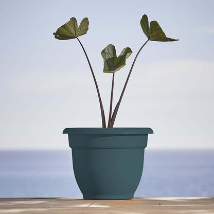 Bloem Ariana 10" Plastic Self-Watering Planter, Charleston Green | Self-watering disk at the bottom of the pot that acts as a water wick and reservoir for optimal plant health.