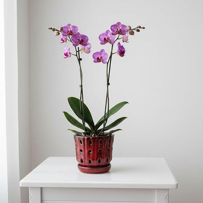 Orchid Pots 4.9Inch Ceramic Orchid Pots with Holes Set of 2 (Red)