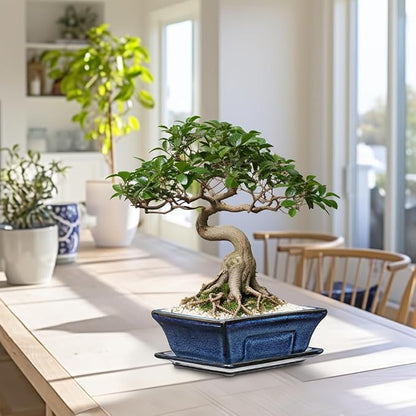Ceramic Bonsai Pots with Drainage Tray Set of 2, 6 Inch Blue Glazed Bonsai Planters for Indoor/Outdoor Use, Shallow Rectangular Bonzai Tree Pots for Succulent, Orchids, Cacti, Home, Patio, Garden