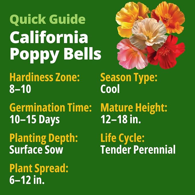 HOME GROWN California Poppy Mission Bells 2200 Seeds (2g) – Flower Seeds for Planting Outdoors, Vibrant Spring & Summer Blooms, Drought Tolerant Annual for Sunny Gardens (Eschscholzia californica)