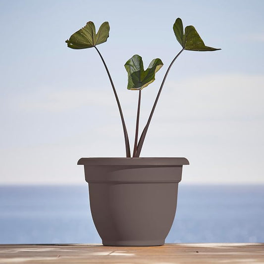 Bloem Ariana 10" Plastic Self-Watering Planter, Peppercorn, 2-Pack | Self-watering disk at the bottom of each pot that acts as a water wick and reservoir for optimal plant health