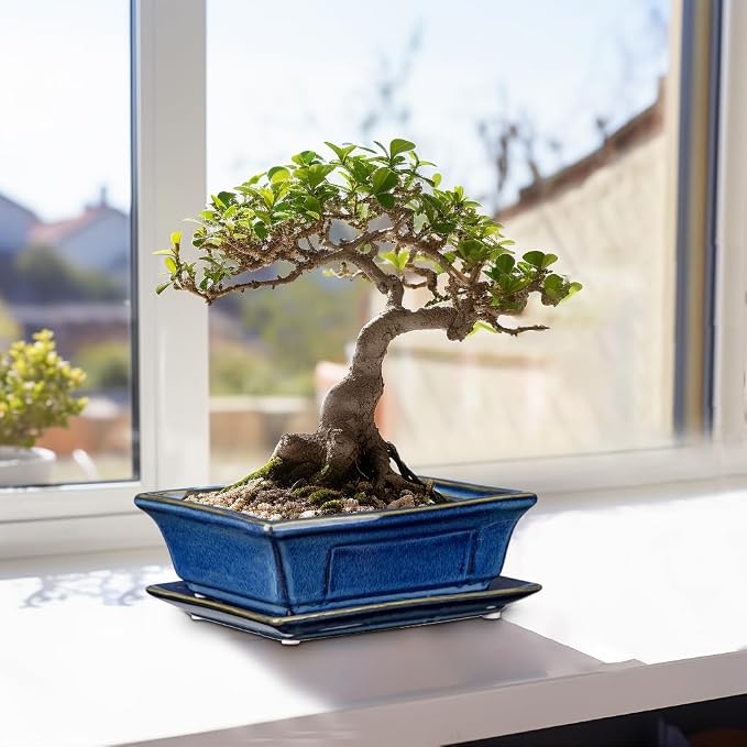 Villa Como Bonsai Pots Small Shallow Succulent Planters for Live Bonsai Trees Set of 2, 7.5" Ceramic Pot for Succulents Indoor with Drainage Hole and Saucer, Outdoor Cactus Plant Bonsai Pot
