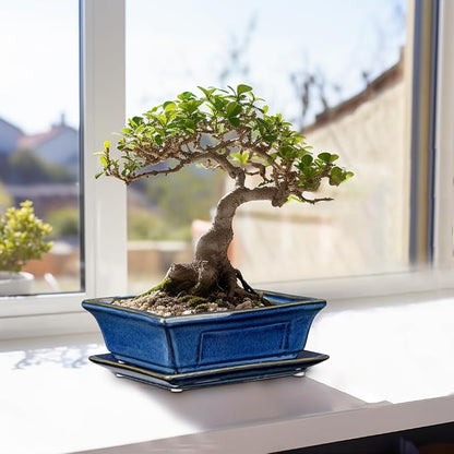 Villa Como Bonsai Pots Small Shallow Succulent Planters for Live Bonsai Trees Set of 2, 7.5" Ceramic Pot for Succulents Indoor with Drainage Hole and Saucer, Outdoor Cactus Plant Bonsai Pot