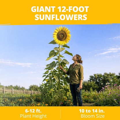 HOME GROWN Sunflower Seeds to Plant | 520+ Giant Mammoth Sunflower Seeds for Planting Bulk Packet | Heirloom, High Germination, Easy to Grow Jumbo Sun Flower for Home Garden(Helianthus annuus)