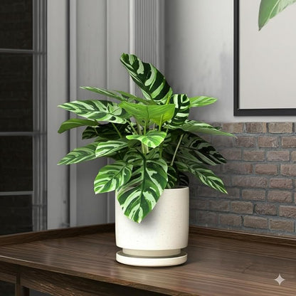 Nihow Ceramic Plant Pot Drainage Hole & Saucer for Indoor Plants, 5.7 Inch | White, Cylinder Planters, Art Modem Design, Home Garden Patio Office