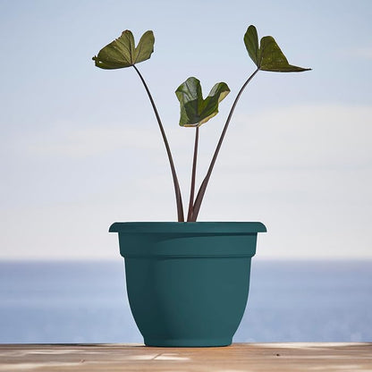 Bloem Ariana 12" Plastic Self-Watering Planter, Charleston Green, 2-Pack | Self-watering disk at the bottom of each pot that acts as a water wick and reservoir for optimal plant health