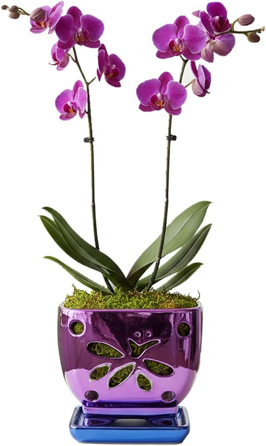 Orchid Pots with Holes Square Ceramic Orchid Planter Pots 5.5 inch (Purple)