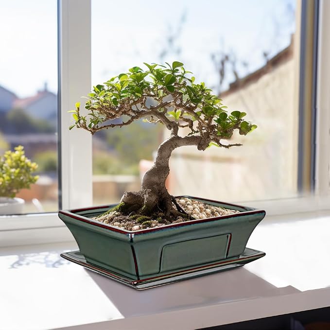 Large Ceramic Bonsai Pots with Drainage Trays Set of 2, 10" Green Glazed Bonsai Planters for Indoor/Outdoor Use, Rectangular Shallow Bonzai Tree Pot for Succulent, Orchids, Cacti, Home, Patio, Garden,