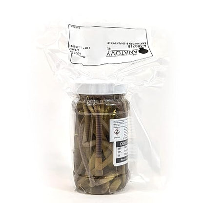 Anatomy Lab Preserved Earthworm Specimens for Dissection | Worm Dissection for Biology Classroom, Large 8-10 Inches, Vacuum Packed, 100 pack