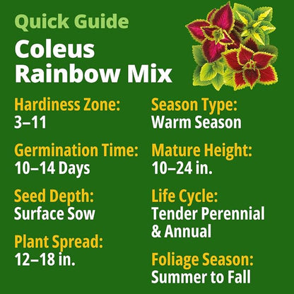 HOME GROWN Coleus Rainbow Seeds – 400 Count 0.04 oz Flower Seed, Coleus scutellarioides 'Rainbow', Indoor Plant Seeds for Containers, Shade Gardens, Decorative Multicolor Foliage