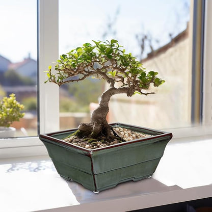 Set of 2 Large Green Glazed Ceramic Bonsai Pots, 10" Rectangular Bonsai Planters Pots with Drainage Hole for Indoor/Outdoor Plants, Bonzie Tree Pot for Succulents, Cacti, Orchids, Herbs, Spider Plants