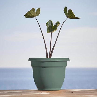 Bloem Ariana 10" Plastic Self-Watering Planter, Basil, 2-Pack | Self-watering disk at the bottom of each pot that acts as a water wick and reservoir for optimal plant health
