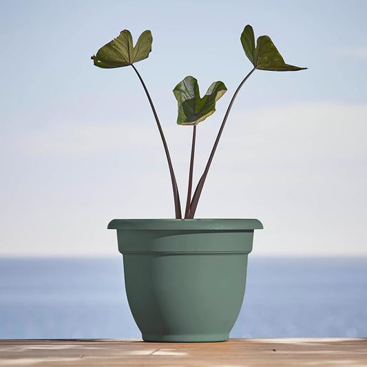 Bloem Ariana 10" Plastic Self-Watering Planter, Basil, 2-Pack | Self-watering disk at the bottom of each pot that acts as a water wick and reservoir for optimal plant health