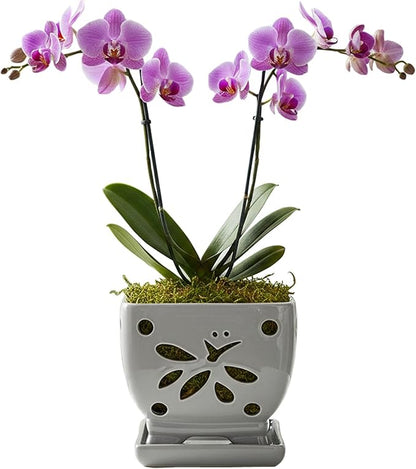 Orchid Pots with Holes Square Ceramic Orchid Planter Pots 5.5 inch (Gray)