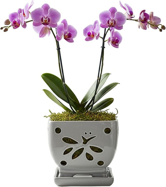 Orchid Pots with Holes Square Ceramic Orchid Planter Pots 5.5 inch (Gray)