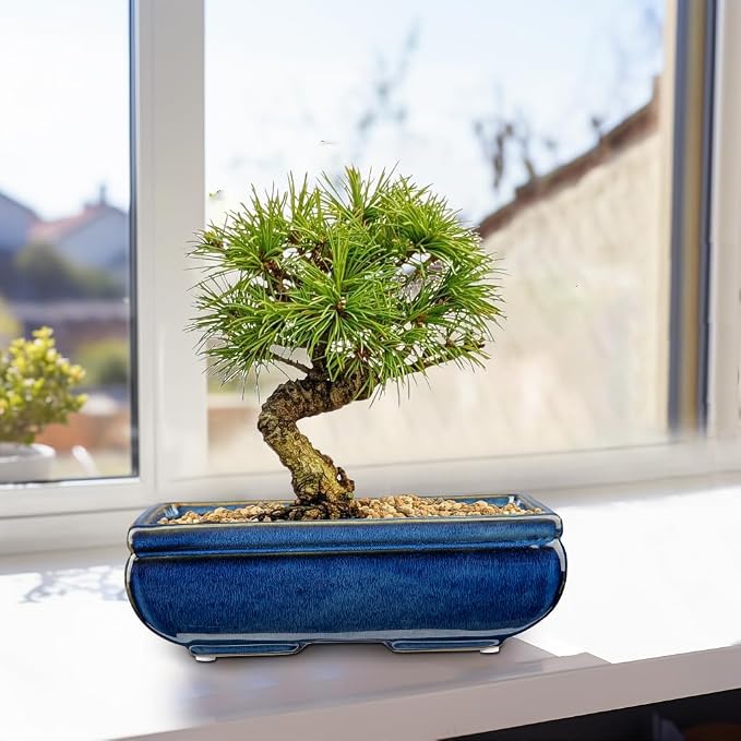 Villa Como Succulent Planters Bonsai Pots for Live Bonsaii Trees Set of 2, 8.7" Large Ceramic Shallow Pot for Succulents Indoor with Drainage Hole, Outdoor Cactus Plant Bonsai Pots, Ceramic Flower Pot