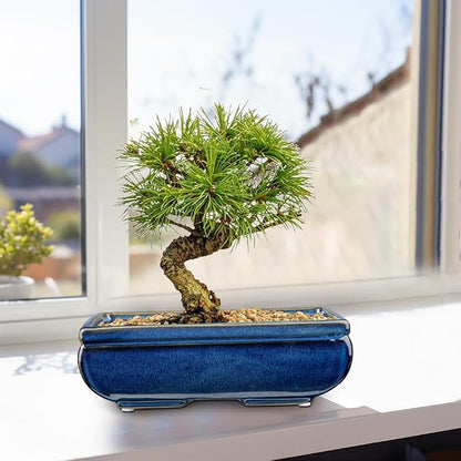 Villa Como Succulent Planters Bonsai Pots for Live Bonsaii Trees Set of 2, 8.7" Large Ceramic Shallow Pot for Succulents Indoor with Drainage Hole, Outdoor Cactus Plant Bonsai Pots, Ceramic Flower Pot