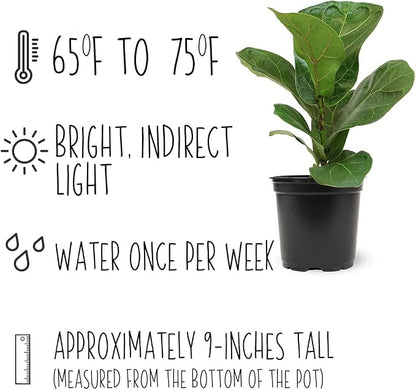 Plants for Pets Ficus Lyrata Fiddle Leaf Fig Plant, House Plants Indoors Live Ficus Tree Live Plant, Fig Trees Live Plants Indoor Plants Live Houseplants Fig Plants Live in Planter Pot in Soil Mix