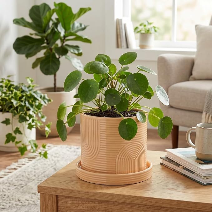 6 Inch Ceramic Plant Pot with Drainage Hole & Tray – Indoor Planter for Succulents, Herbs & Houseplants – Modern Ceramic Planter with Mesh Pad, Dibber & Widger – Buttercream