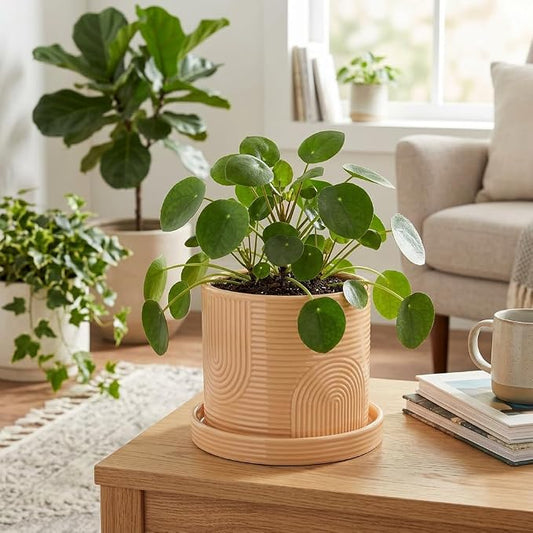 6 Inch Ceramic Plant Pot with Drainage Hole & Tray – Indoor Planter for Succulents, Herbs & Houseplants – Modern Ceramic Planter with Mesh Pad, Dibber & Widger – Buttercream