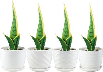 sietpoek Plant Pots - 4.7 Inch Cylinder Ceramic Planters with Connected Saucer, Pots for Succuelnt and Little Snake Plants, Set of 4, White