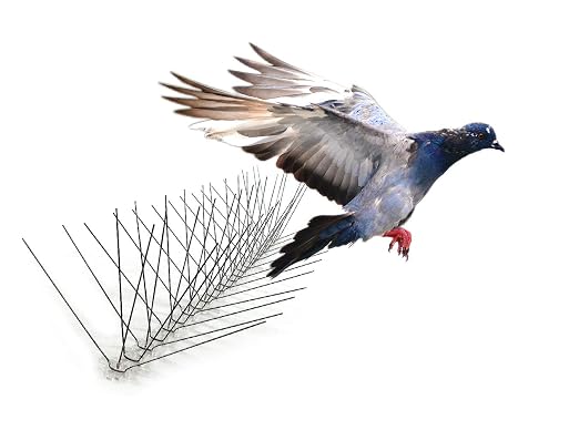 Bird-X Stainless Steel Bird Spikes, 8-inch Extra-Wide Spikes, Bird Spikes for Pigeons and Other Small Birds, Easy to Install, Contains 2 ft. Strips, Covers 24 Linear Feet Area, EWS-24