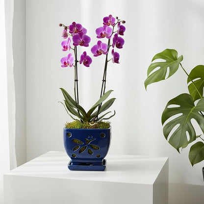 Orchid Pots with Holes Square Ceramic Orchid Planter Pots 5.7 inch (Blue)