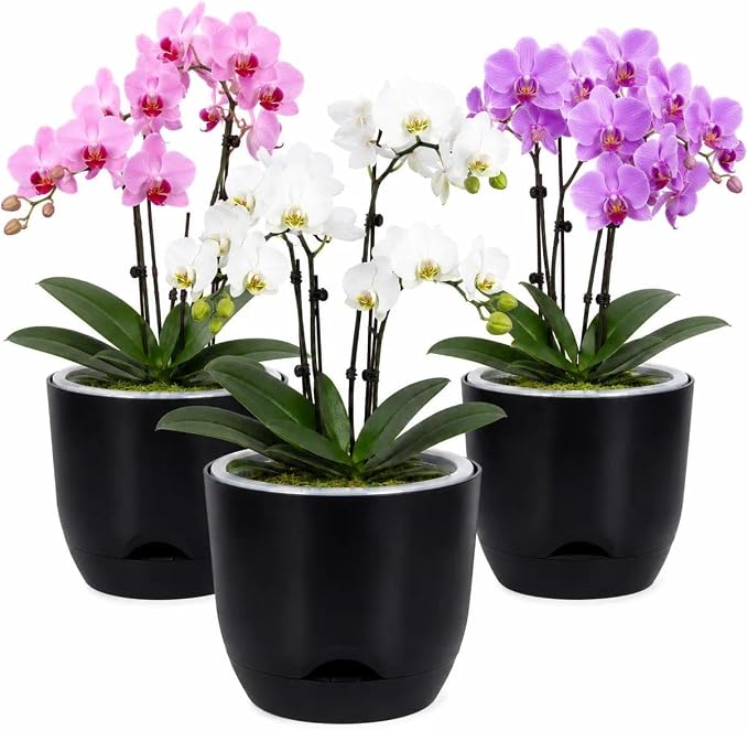 QCQHDU 7.2Inch Orchid Pots with Holes for Repotting, Double-Layer Plastic Self Watering Flower Pots for Indoor Plants with Drainage Holes, Clear Orchid Pot Match Decorative Orchid Container, 3 Packs