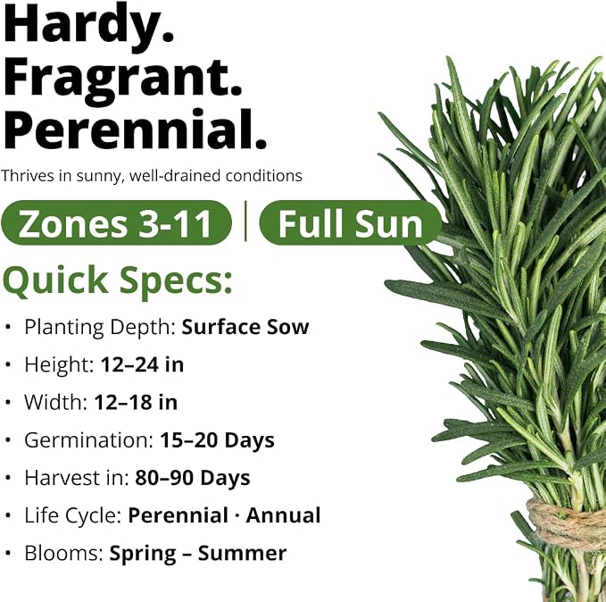 HOME GROWN Non GMO Rosemary Seeds Pack - 150 High Germinating Heirloom Herb Seeds for Planting in Indoor or Outdoor Herb Gardens (Salvia rosmarinus)