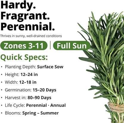 HOME GROWN Non GMO Rosemary Seeds Pack - 150 High Germinating Heirloom Herb Seeds for Planting in Indoor or Outdoor Herb Gardens (Salvia rosmarinus)