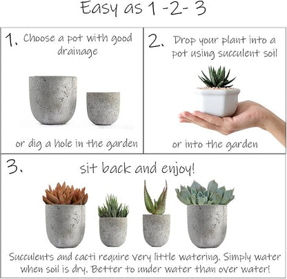 Assorted Cactus Collection 2.5" 12 pack