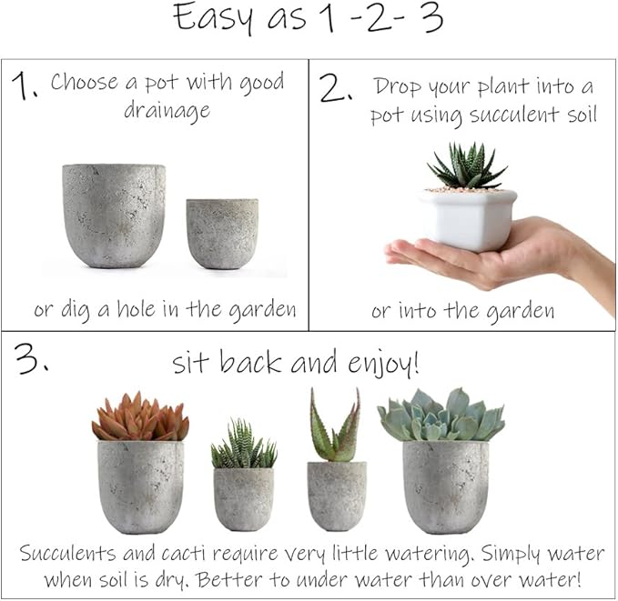Altman Plants, Assorted Cactus Plants Live Succulents (8 Pack), Live Cactus Plant Lover Gifts, Cacti Succulents Plants Live Houseplants, Succulent Indoor Plants Live Plants in Cactus Soil Potting Mix