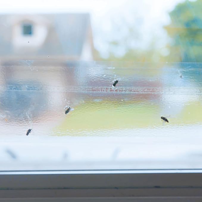 Raid Window Fly Traps, 4 Traps (Pack of 5)