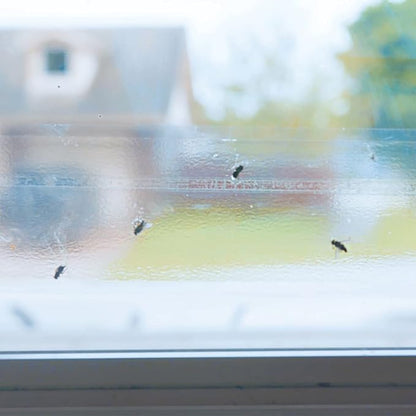 Raid Window Fly Traps, 4 Traps (Pack of 5)