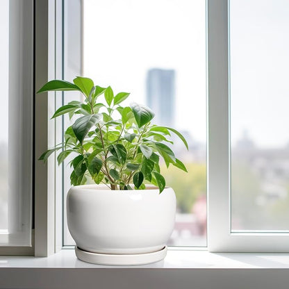 SQOWL Ceramic Pot for Plants - 10 Inch Planter with Drainage Hole and Saucer, Round Ceramic Flower Pot for Indoor Outdoor, Modern Decorative Large Planter, Patio Decor, Gifts for Plant Lovers, White