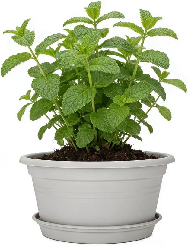 MRPAPA 6 Pack Large 10 Inch Plastic Plant Pot, Outdoor Indoor Round Planters Pots with Drainage Hole & Tray Saucer,Decoration Pots for Home,Patio & Garden (Grey White)