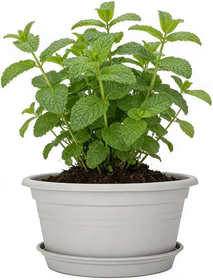 MRPAPA Round Plastic Pots for Plants, Outdoor Planters with Drainage Hole & Tray Saucer, Decoration Large Flower Pots for Indoor Outdoor Garden Home Plants (4, Gray White, 13 Inch)