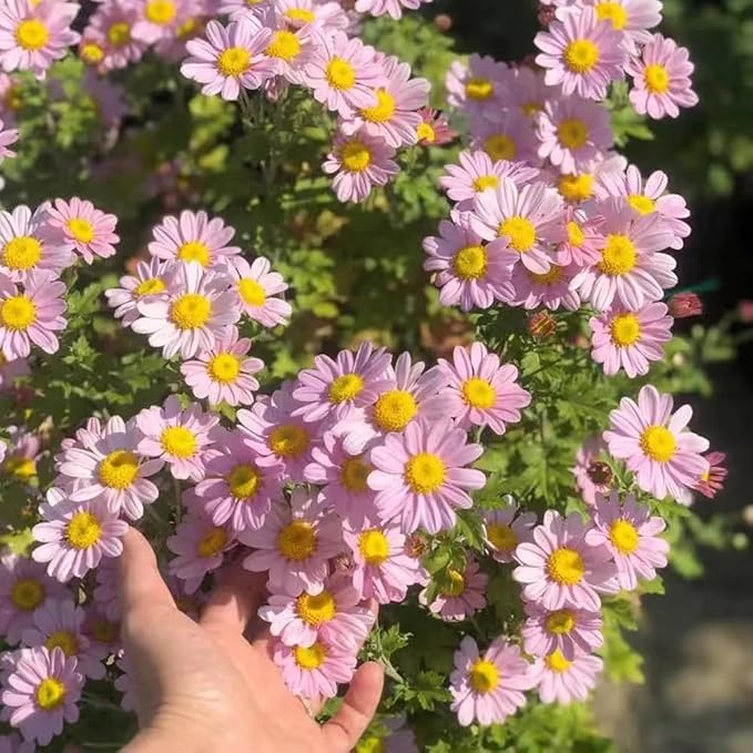 1000 Pyrethrum Seeds - Natural Mosquito Repellent Plants, Multi-Color Blooming Potted Flowers for Gardens, Cold-Hardy & Low-Maintenance