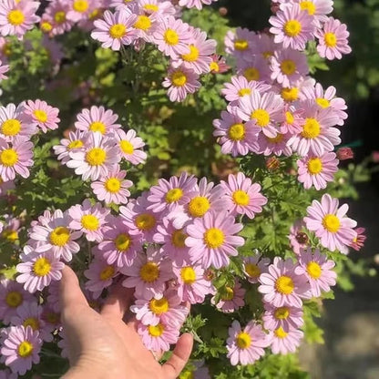 1000 Pyrethrum Seeds - Natural Mosquito Repellent Plants, Multi-Color Blooming Potted Flowers for Gardens, Cold-Hardy & Low-Maintenance