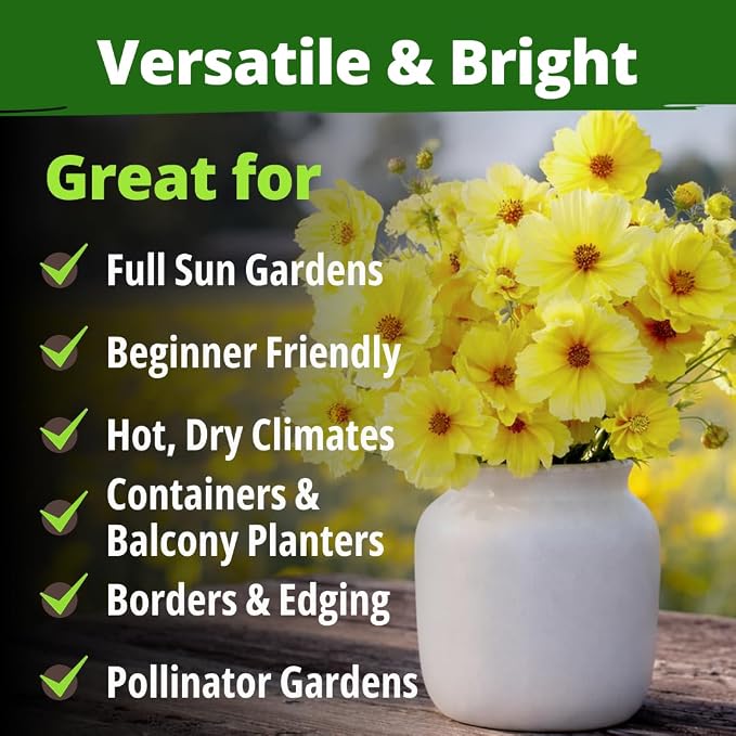 HOME GROWN Cosmos ‘Dwarf Lemon’ Seeds – 300 Dwarf Cosmos Flower Seeds for Planting, Compact Yellow Blooms, Heat Tolerant Annual for Outdoor Gardens (.2g) – Cosmos sulphureus ‘Dwarf Lemon’