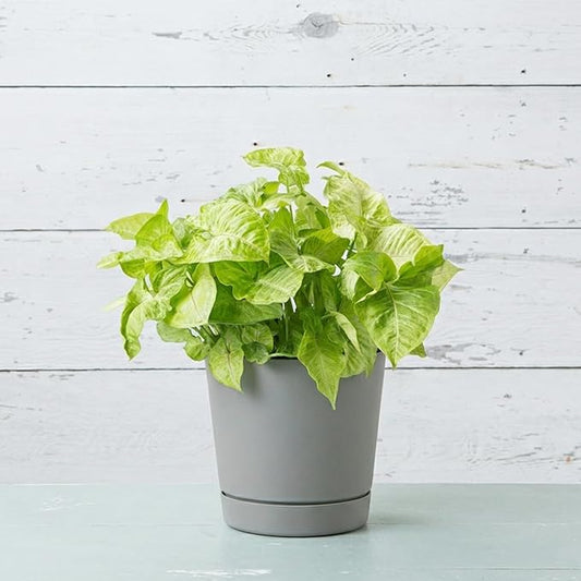 Root & Vessel Majestic Full Depth Round Cylinder Pot, Glossy Gray, 10-Inch (10100)
