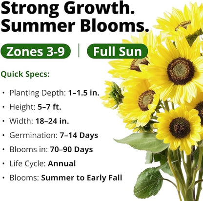 HOME GROWN Lemon Queen Sunflower Seeds for Planting Outdoors – 100 Heirloom Non-GMO Giant Sunflower Seeds to Plant, Open-Pollinated Multi-Bloom Cut Flowers, Heat & Drought Tolerant (Helianthus annuus)