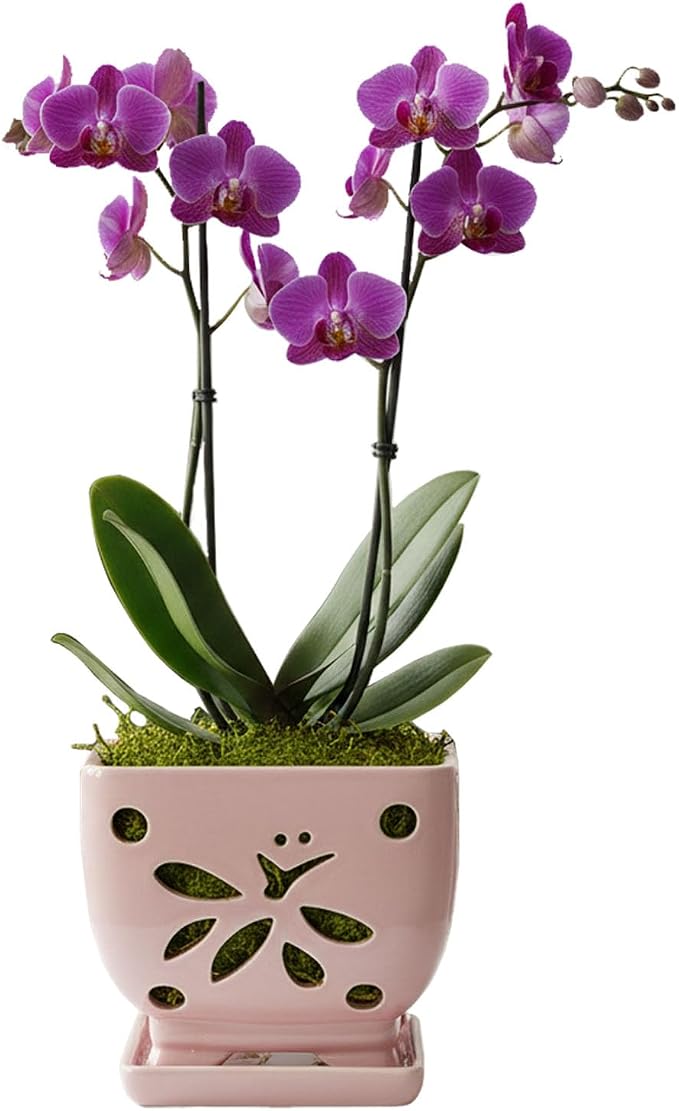 Orchid Pots with Holes Square Ceramic Orchid Planter Pots 5.5 inch (Pink)