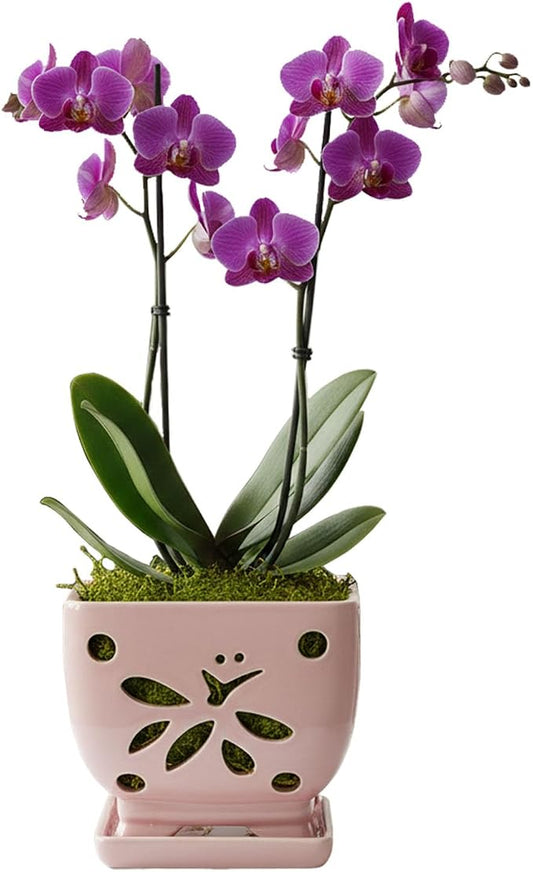 Orchid Pots with Holes Square Ceramic Orchid Planter Pots 5.5 inch (Pink)