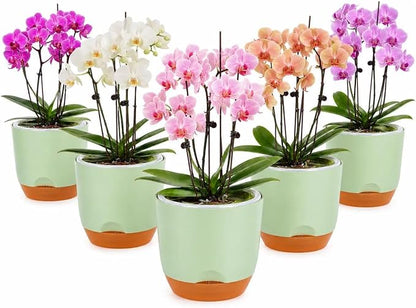 QCQHDU 7.2Inch Orchid Pots with Holes for Repotting, Double-Layer Plastic Self Watering Flower Pots for Indoor Plants with Drainage Holes, Clear Orchid Pot Match Decorative Orchid Container, 5 Packs