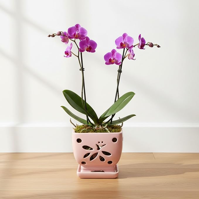 Orchid Pots with Holes Square Ceramic Orchid Planter Pots 5.5 inch (Pink)