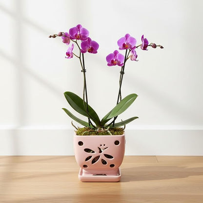 Orchid Pots with Holes Square Ceramic Orchid Planter Pots 5.5 inch (Pink)